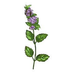 Mint Plant Vector Illustration, Hand Drawn Peppermint Herb with Leaves, Botanical Herbal Plant Isolated © Manjurul