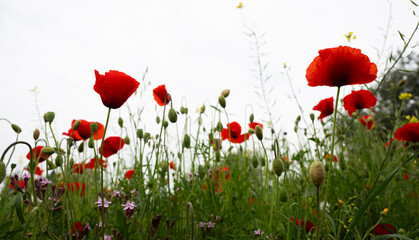 Fototapeta premium Wild poppies and buds growing among green grass and other wildflowers under a bright sky, symbolizing nature's beauty and growth