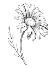 Fototapeta premium Traditional hand drawn daisy blossoms in vintage engraving botanical line art.