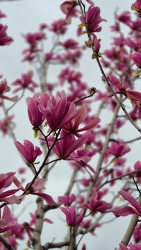 Magnolia blossom