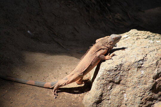 Desert Iguana Climbing Sunlit Rock in Natural Arid Habitat
