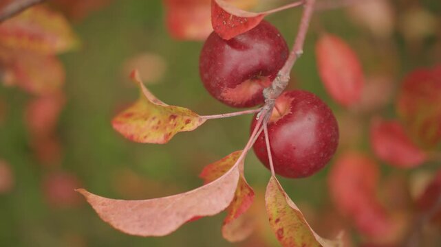 Closeup red crabapples on branch, glossy skin with dewdrops, curled autumn leaves, shallow depth of field, warm saturated red and orange tones, slow orbiting macro reveal harvest mood and orchard