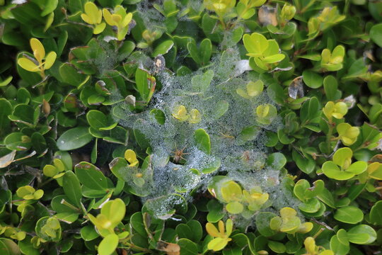 Dew Covered Spider Web on Green Leaves Macro Nature Background