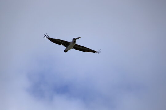 Pelican Gliding in Sky with Wings Spread Wide in Flight