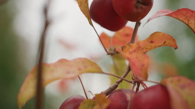 Closeup red apples on branch, autumn leaves in soft overcast light, cluster of ripe pome fruits hang among orange and rust foliage with blurred green background and gentle bokeh, dewy skin and glossy