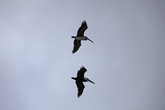 Pelican Silhouette Gliding Through Open Sky Minimal Nature Scene
