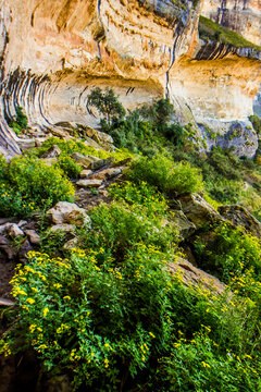 Yellow wildflowers in bloom in the shelter of a sandstone overhang in the Golden Gate Highlands National Park, South Africa.