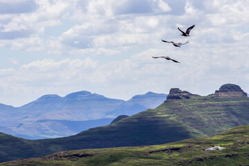Fototapeta premium A small flock of southern Bald Ibises, Geronticus calvus, flying over the Drakensberg Mountains of South Africa