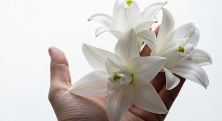 Fototapeta premium White lilies held gently in hand, symbolizing serenity and natural beauty. Fresh white lilies create a calming atmosphere, perfect for modern death care concepts and memorial settings.