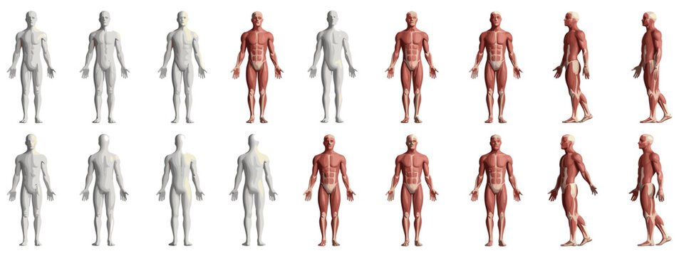 Human anatomy muscle and skeleton models front and side views