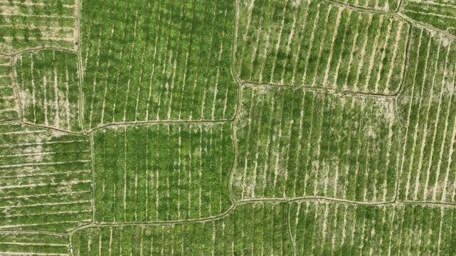 Watermelon Field  Organized Crop Rows Pattern Top down Aerial View
