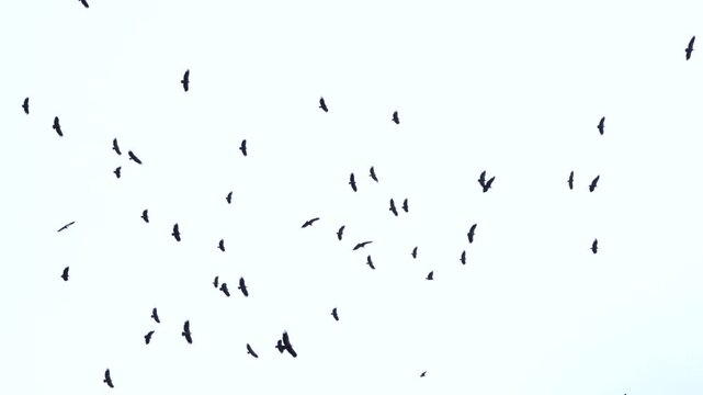 Group of Griffon Vultures (Gyps fulvus) flying in the vicinity of the Sierra de Guara in the Hoya de Huesca region. Province of Huesca. Aragon, Spain, Europe.