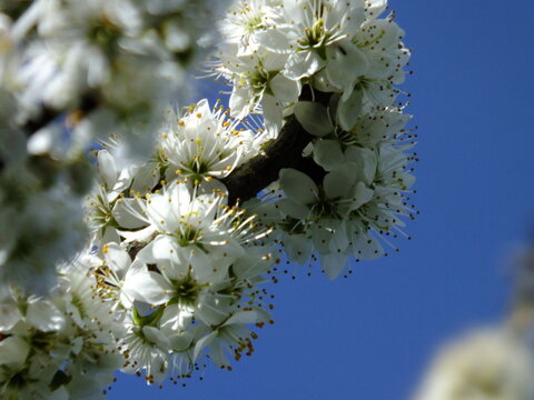 Pear Tree Blossom Macro Close-Up Close Up Blue sky, White Flower Blossom