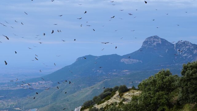 Group of Griffon Vultures (Gyps fulvus) flying in the vicinity of the Sierra de Guara in the Hoya de Huesca region. Province of Huesca. Aragon, Spain, Europe.