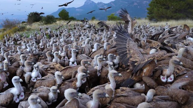 Group of Griffon Vultures (Gyps fulvus) flying in the vicinity of the Sierra de Guara in the Hoya de Huesca region. Province of Huesca. Aragon, Spain, Europe.