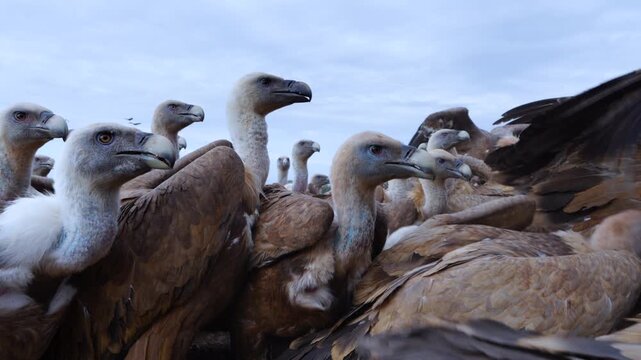Group of Griffon Vultures (Gyps fulvus) flying in the vicinity of the Sierra de Guara in the Hoya de Huesca region. Province of Huesca. Aragon, Spain, Europe.