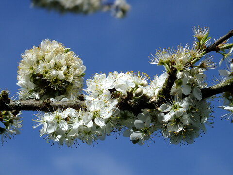 Pear Tree Blossom Macro Close-Up Close Up Blue sky, White Flower Blossom
