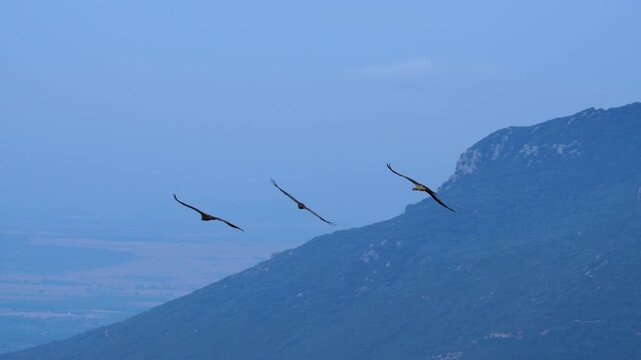 Group of Griffon Vultures (Gyps fulvus) flying in the vicinity of the Sierra de Guara in the Hoya de Huesca region. Province of Huesca. Aragon, Spain, Europe.