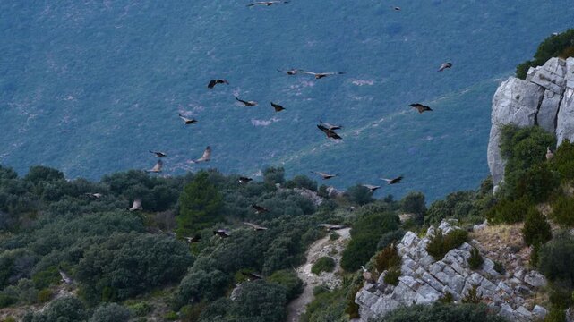 Group of Griffon Vultures (Gyps fulvus) flying in the vicinity of the Sierra de Guara in the Hoya de Huesca region. Province of Huesca. Aragon, Spain, Europe.