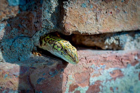 Lucertola selvatica nascosta in una cavit&agrave; del muro