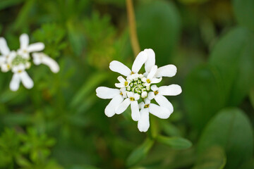 Fototapeta premium Iberis is a delicate garden plant with numerous small snow-white flowers collected in umbrella-shaped inflorescences Nature flora