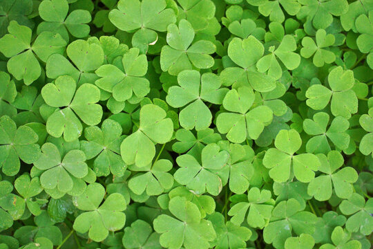 A dense carpet of bright green clover leaves wood sorrel background nature plant flora