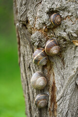 A group of tree snails with striped shells attached to the bark of an old tree Nature and fauna © Владимир Берлизов