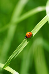 A seven-spotted ladybug crawling along a narrow stem of green grass its bright red shell with black spots nature fauna © Владимир Берлизов