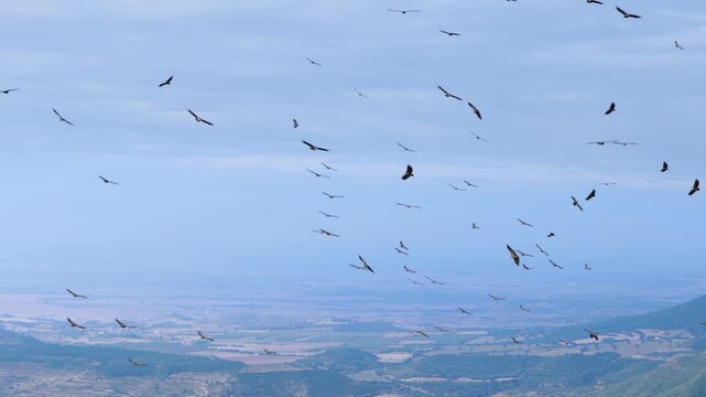 Group of Griffon Vultures (Gyps fulvus) flying in the vicinity of the Sierra de Guara in the Hoya de Huesca region. Province of Huesca. Aragon, Spain, Europe.