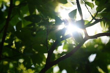 Fototapeta premium Green Leaves and Branches