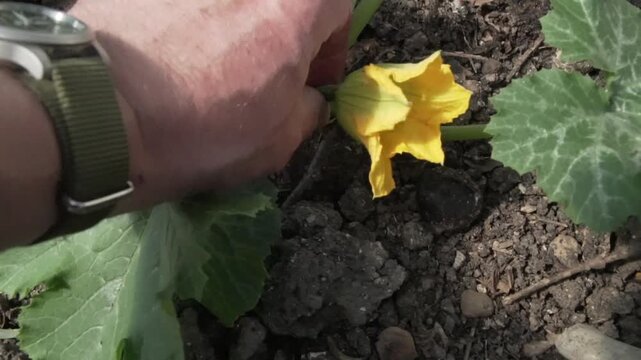 First flower and courgette removal