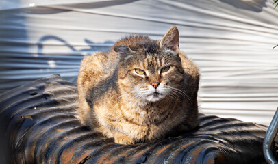 Portrait of a rugged tabby cat sitting in a loaf position outdoors. © Krajcir