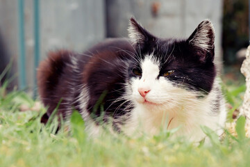 Domestic black and white cat lying in the green grass. © Krajcir