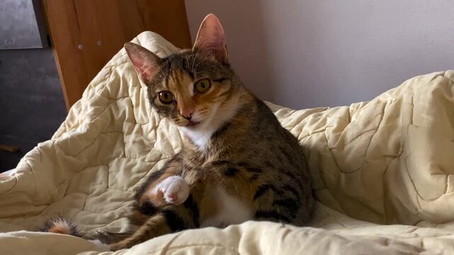 Domestic calico cat gently posed on quilted bed in sunlight