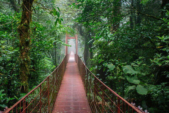 Famous red suspension roap bridge in toprical jungle of cloud forest Monteverde in Costa Rica