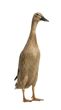 Indian runner duck standing on transparent background