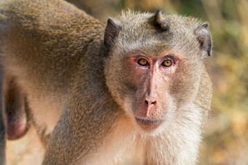 Obraz premium A old Long-tailed Macaque looks in the camera in Thailand, Asia.