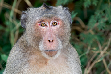 Obraz premium An impressive Long-tailed Macaque with nice fur in Thailand, Asia.