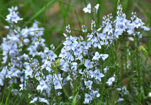 In the spring, the prostrate speedwell (Veronica prostrata) blooms among the herbs
