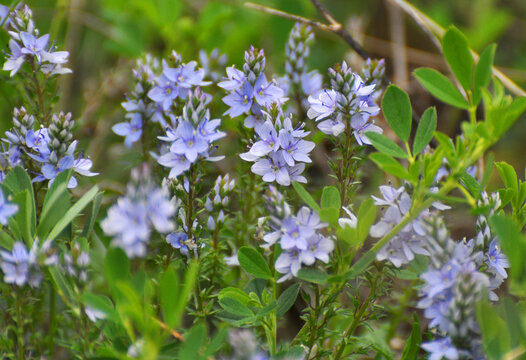 In the spring, the prostrate speedwell (Veronica prostrata) blooms among the herbs