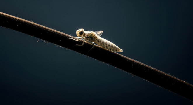 A dragonfly nymph climbing on a plant stem against a dark background
