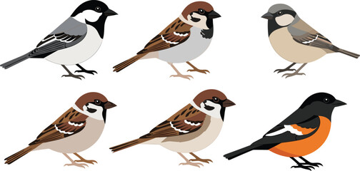 Small Bird Species Vector Set Including Sparrow Chickadee and Bullfinch Cartoon Style Wildlife Illustration Collection Isolated on White Background for Nature Design © MdMojnu