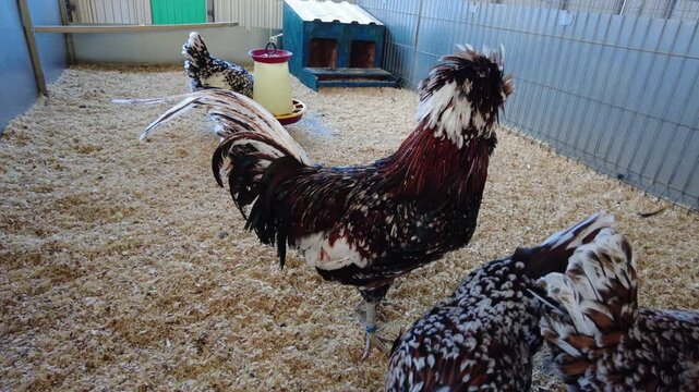 In the wood-shaving-covered barn, roosters and hens display their vibrant plumage. The roosters move along the ground, exploring their surroundings. Sunlight streams through the barn windows.