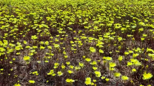 yellow wildflowers dancing and blowing in the spring breeze