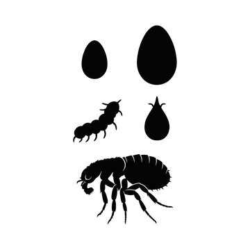 Flea Life Cycle Vector Illustration Insect Growth Stages Silhouette