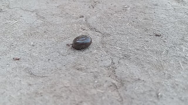 Close-up of Ticks on Wild Animals like Dogs, Goats, and Cattle
