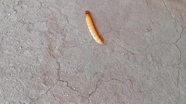 Close-Up of a Giant Yellow Superworm Moving on Clean Ground