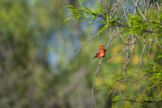 Vermillion fly catcher sitting on a branch in Tucson Arizona