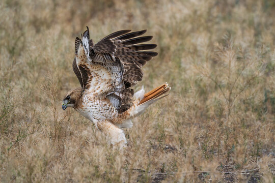 Red tailed hawk walking in the desert in Tucson Arizona