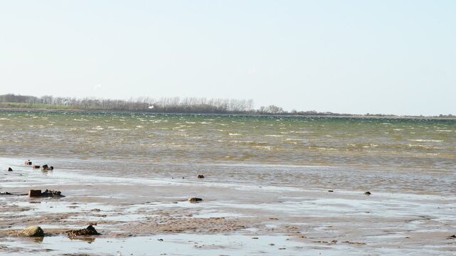Seagulls Flying Against Strong Wind Over Choppy Baltic Sea Shore in Early Spring